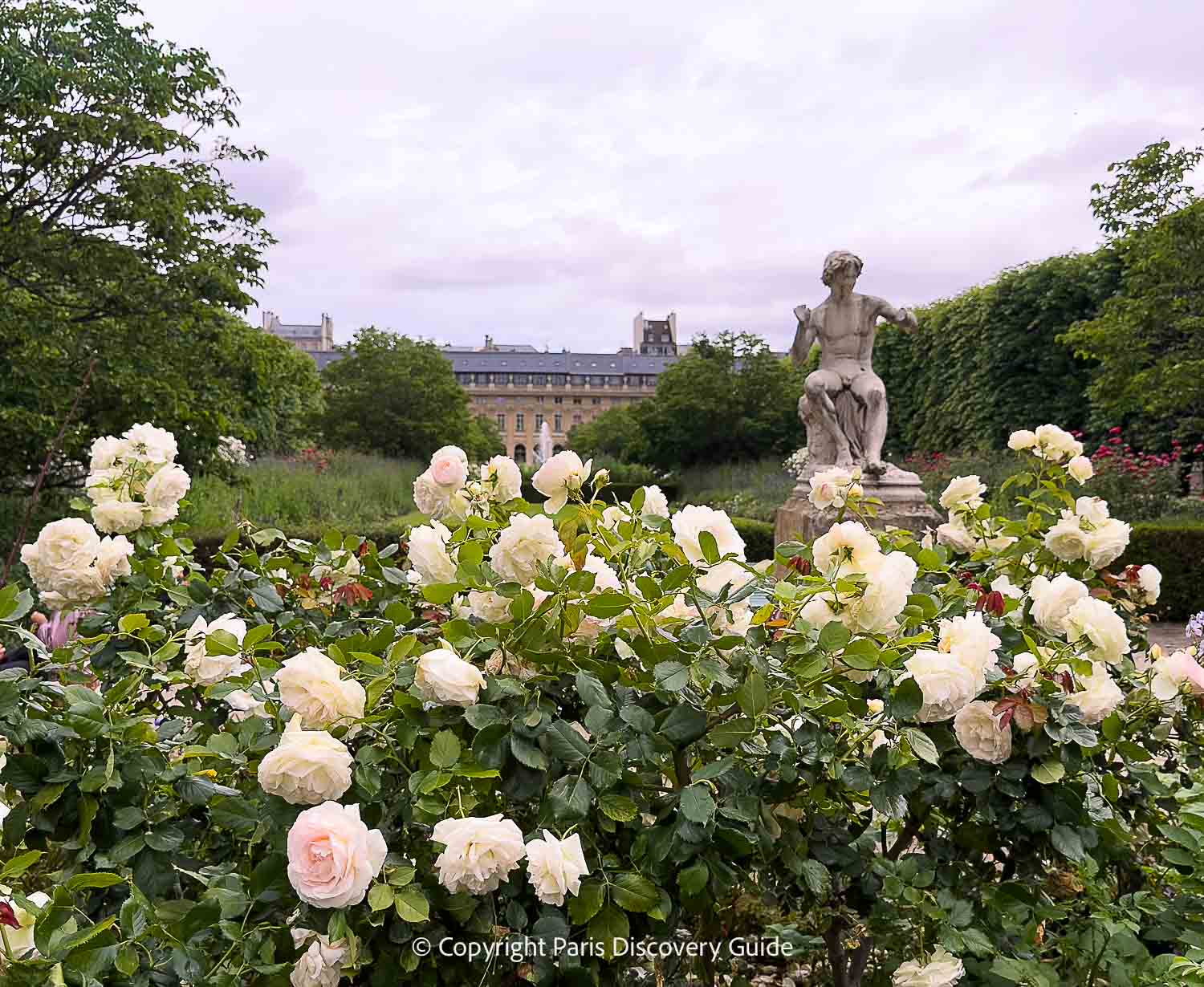 Roses blooming in Palais Royal Garden