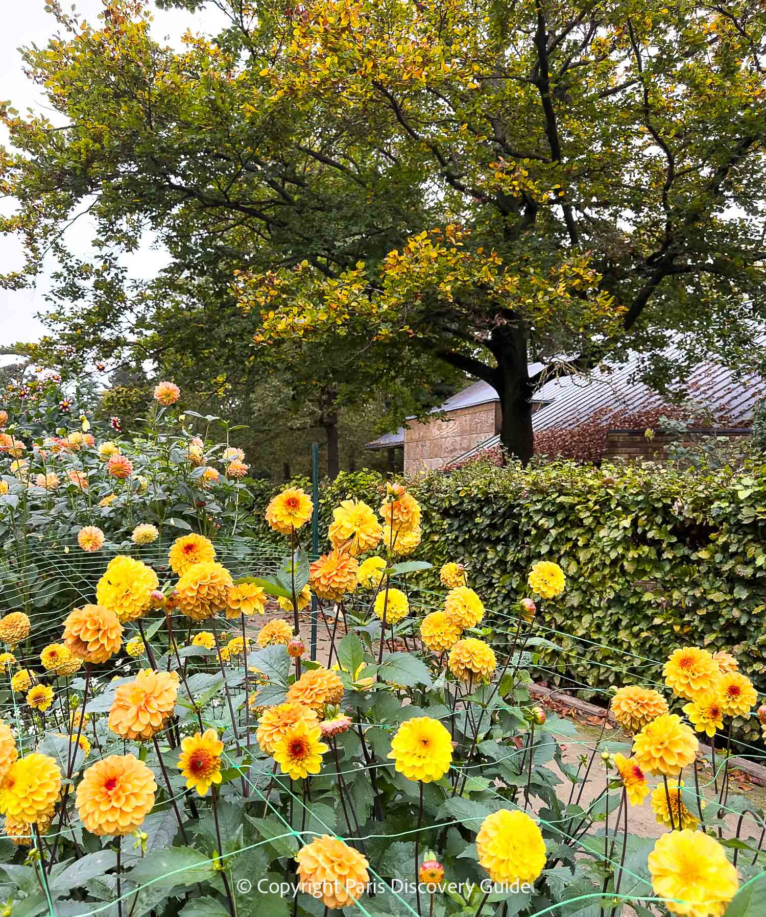 Dahlias in shades of yellow, gold, and apricot in Parc Floral