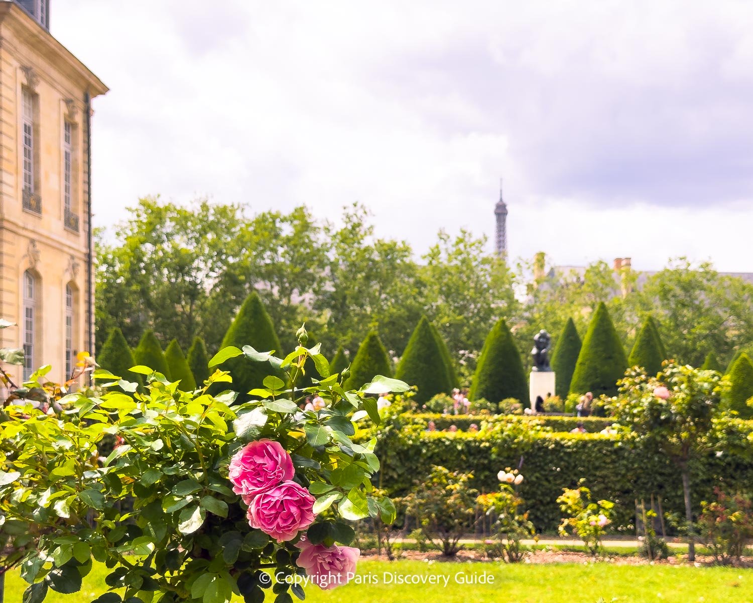 Roses in bloom in Musee Rodin Garden 