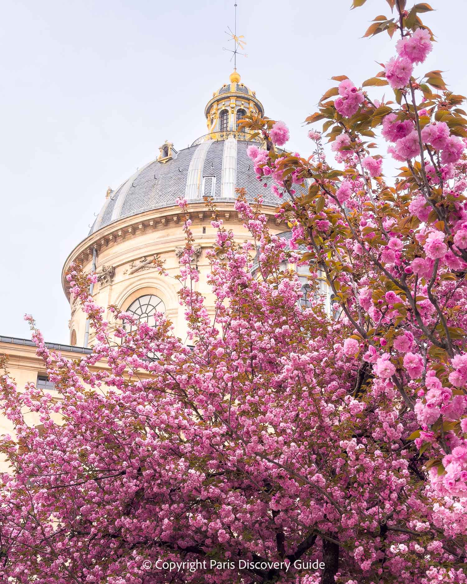 Pink cherry blossoms blooming near the Saint Paul metro station