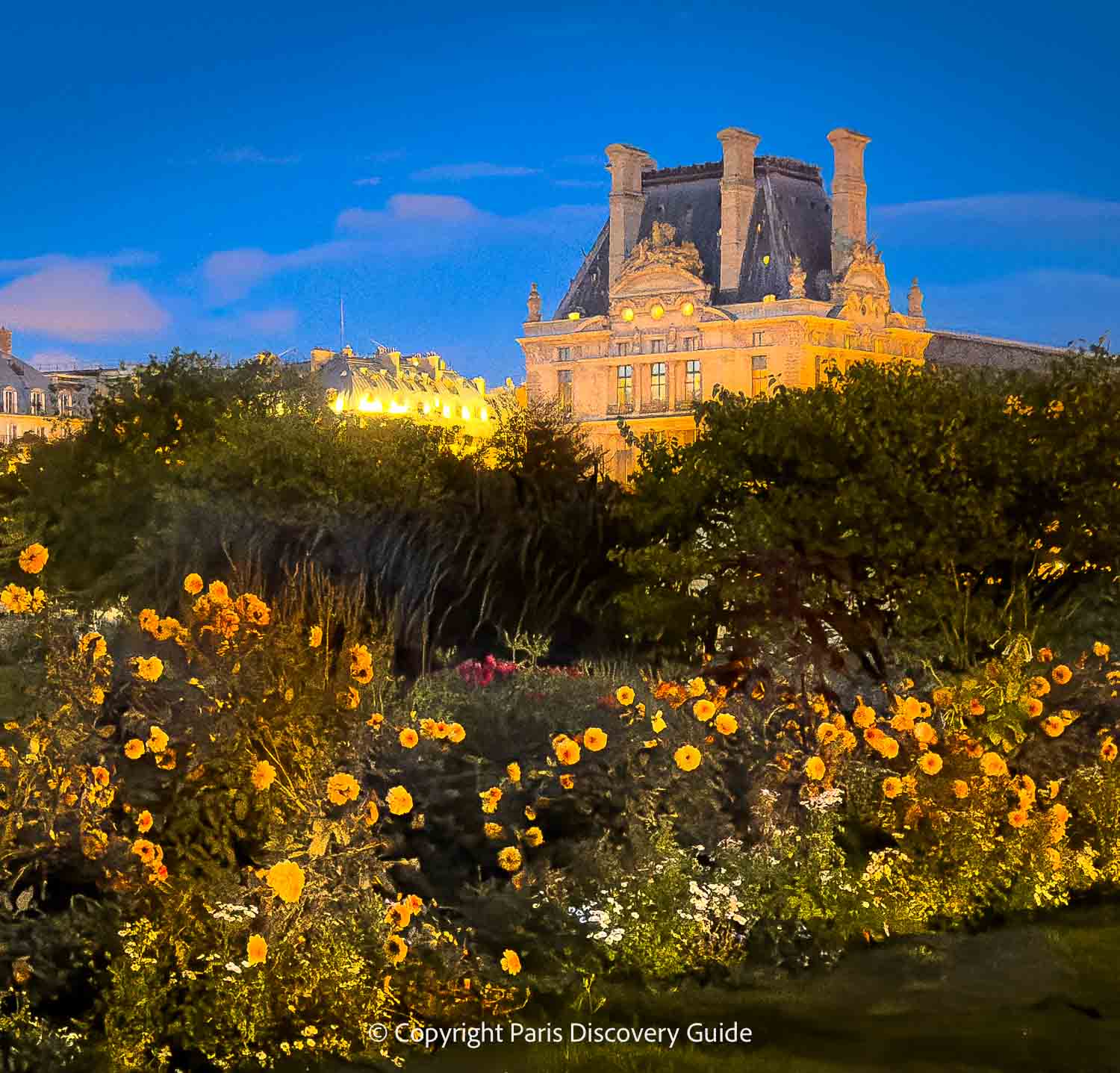 Fall dahlias in Jardin du Tuileries glow in the fading light right before sunset 
