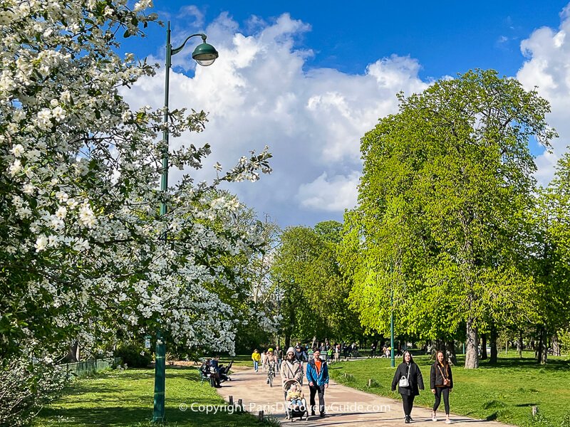 White cherry blossoms in Parc de Vincennes