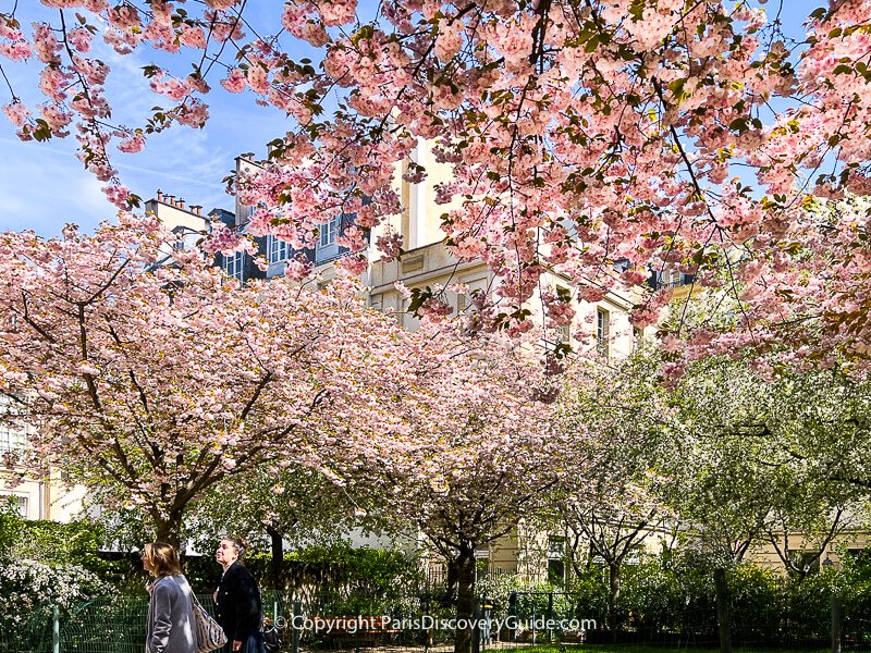 Pale pink and white cherry blossoms in Jardin Anne Frank