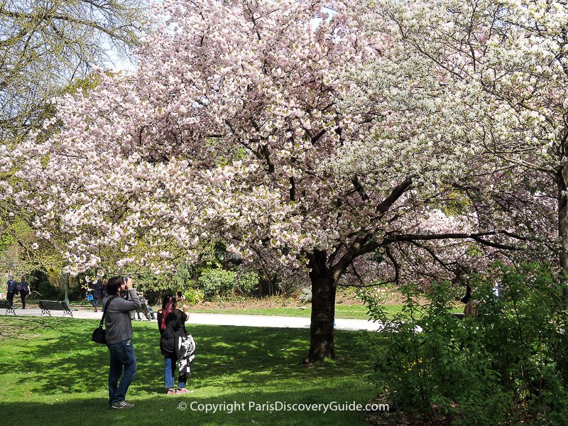 Pink cherry blossoms along Jardins des Champs Elysees in early March 