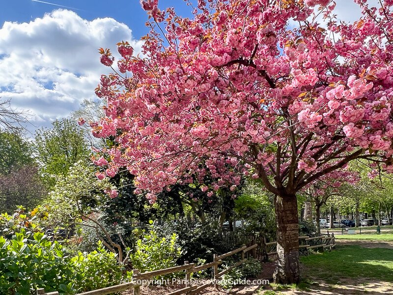 Pale pink and white cherry blossoms in Jardin Anne Frank