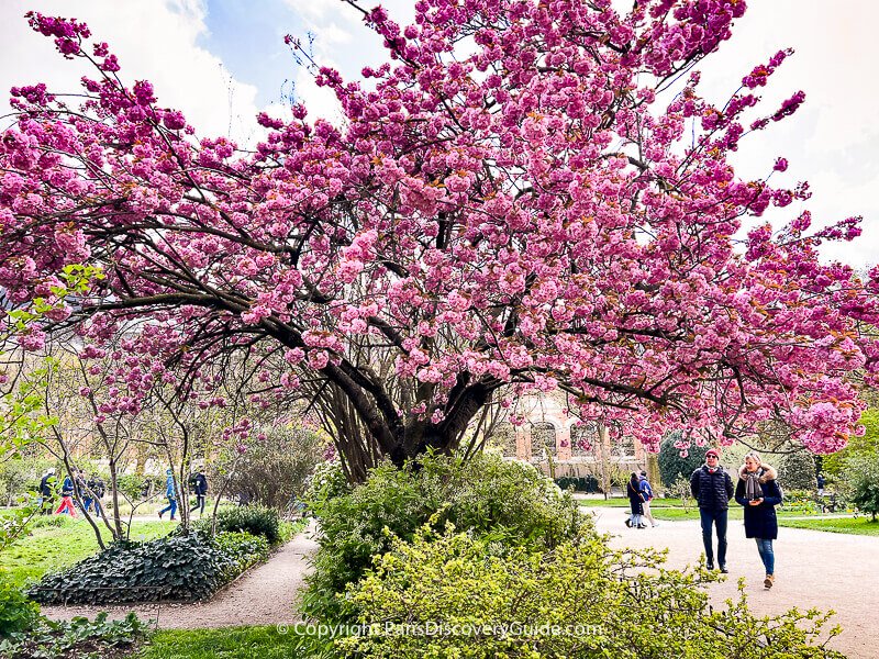 Cherry blossoms in Paris's Jardin des Plantes during April