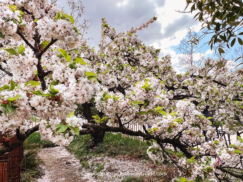 White Japanese cherry (Prunus serrulata) blooming in Paris's Jardin des Plantes