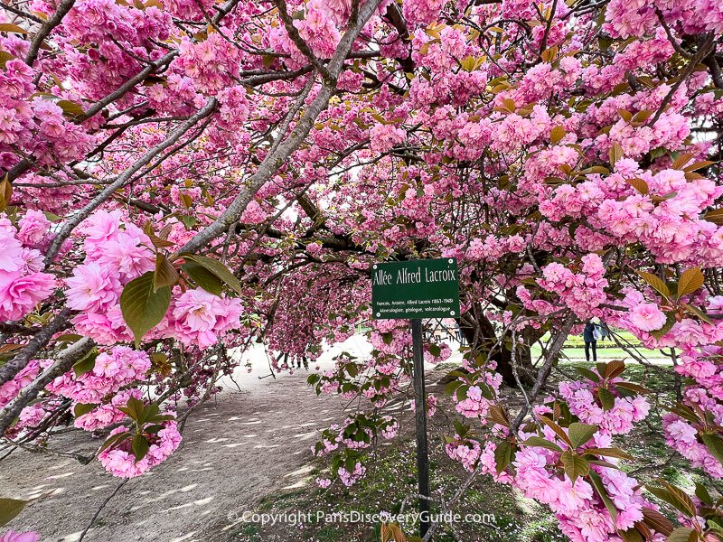 Kwanzan cherry blossoms up close