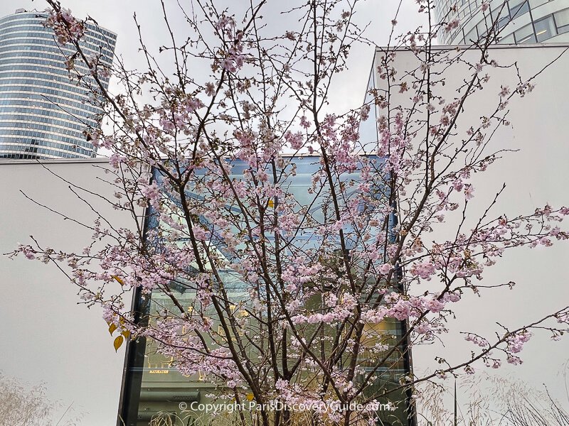 Pale pink and white cherry blossoms in Jardin Anne Frank