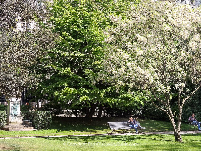 White cherry blossoms in Luxembourg Garden in late April