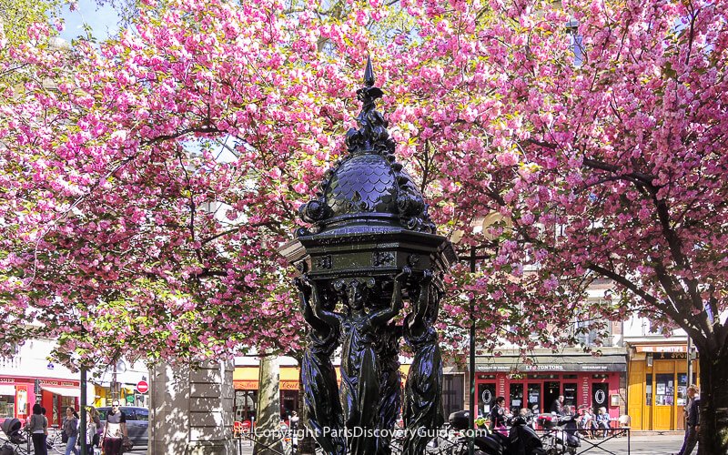 Pale pink and white cherry blossoms in Jardin Anne Frank