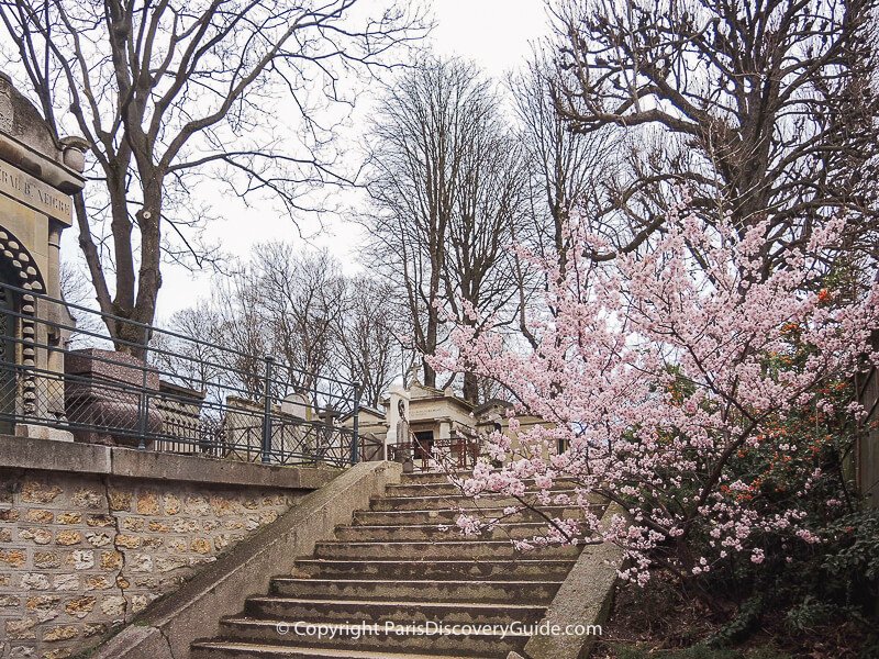 Cherry blossoms in early March in Pere Lachaise Cemetery