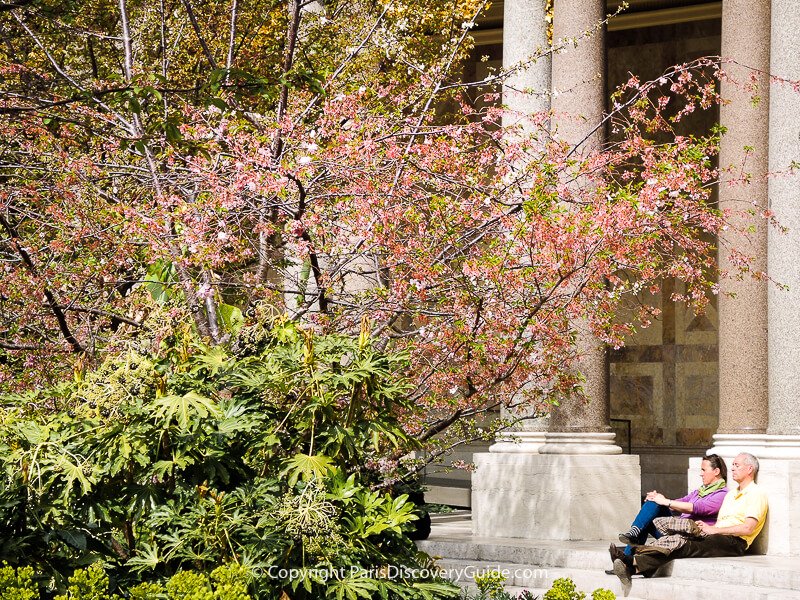 Cherry tree just beginning to bloom in mid April in Paris's Petit Palais