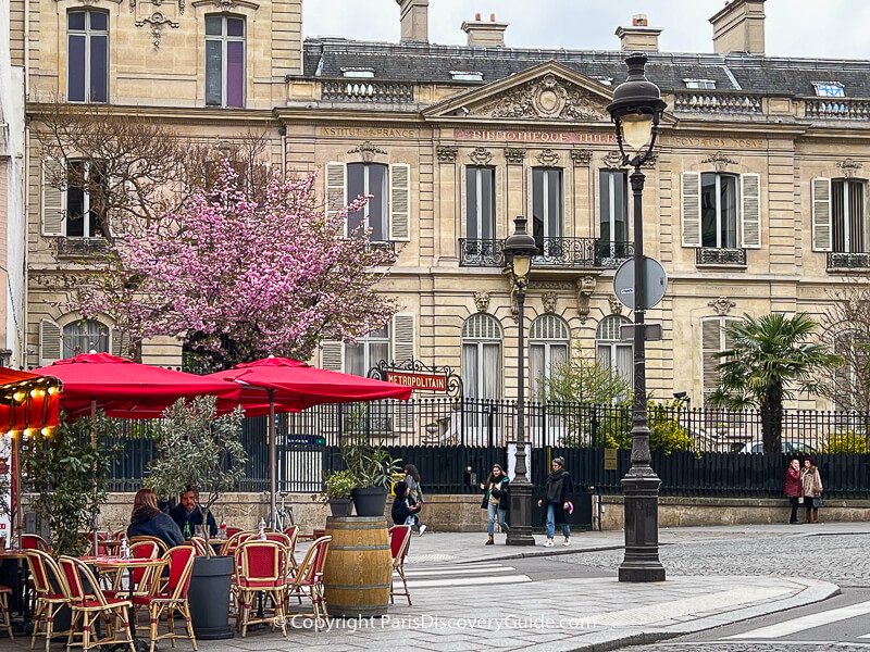 Kwanzan cherry tree in bloom in Place Saint Georges