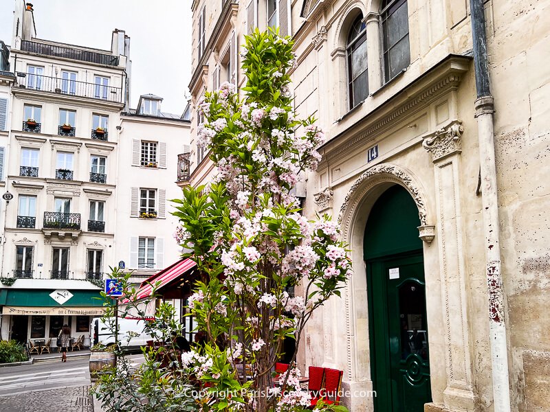 Pale pink and white cherry blossoms in Jardin Anne Frank