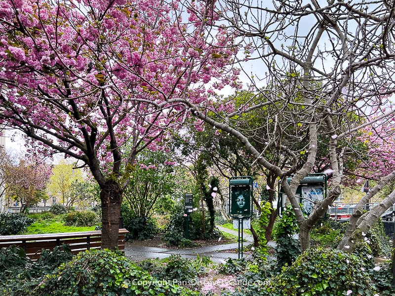 Pale pink and white cherry blossoms in Jardin Anne Frank