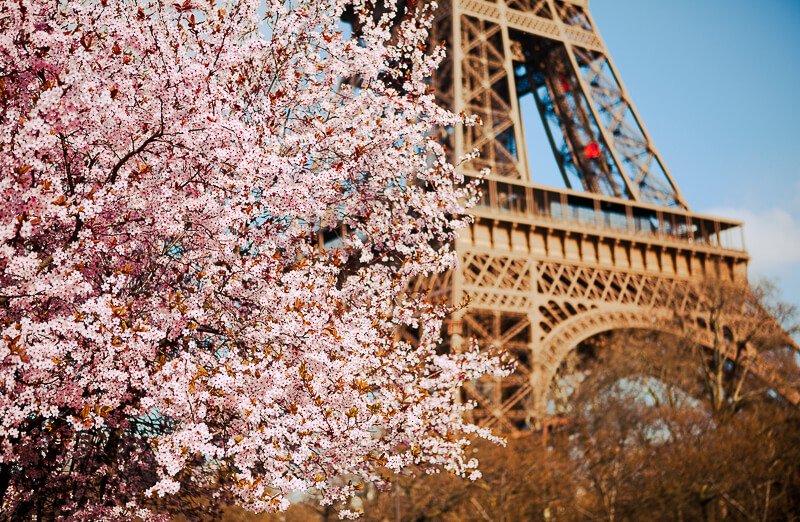 Pale pink cherry tree blooming in March near the Eiffel Tower - Photo: iStock.com/encrier