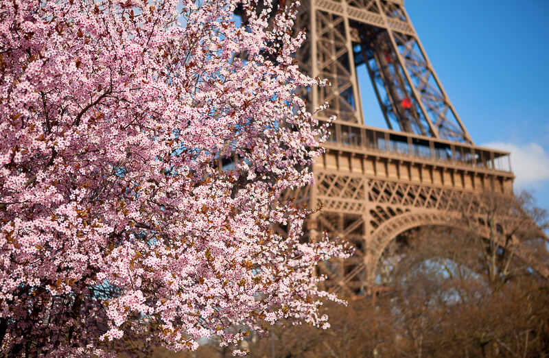 Cherry tree in bloom in April near the Eiffel Tower - Photo credit: iStock.com/encrier