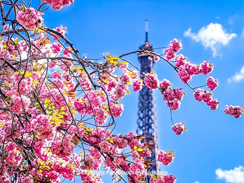 Cherry blossoms in April near the Eiffel Tower on April 3