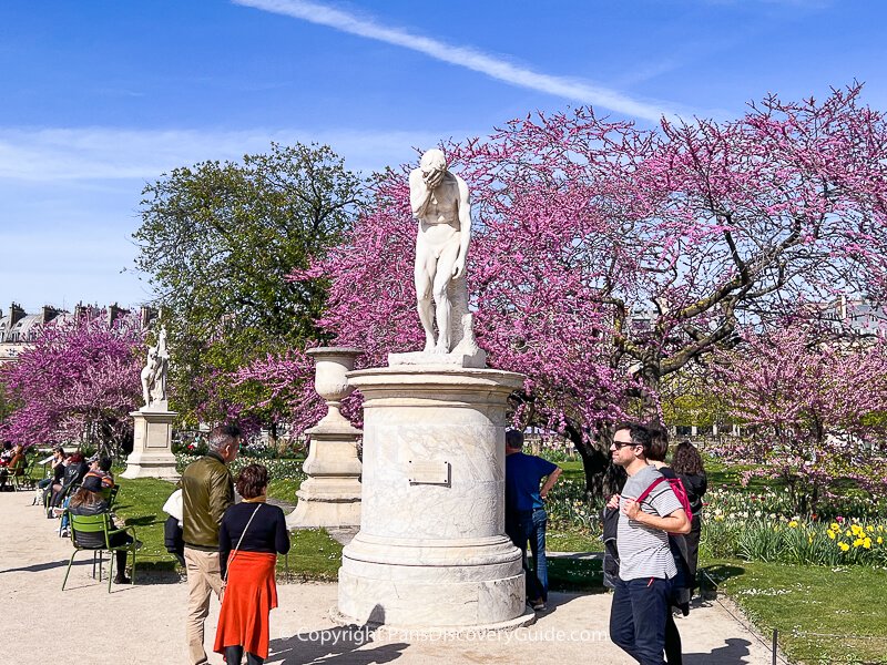 Cherry trees and daffodils blooming in Tuileries Garden