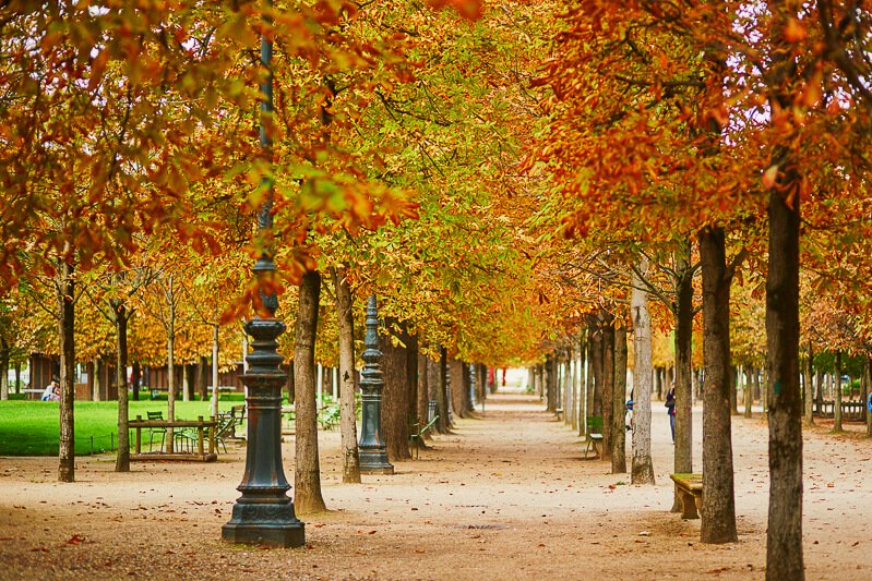 Fall foliage on European Horse Chestnut trees in Tuileries Garden - Photo credit: iStock.com/encrier