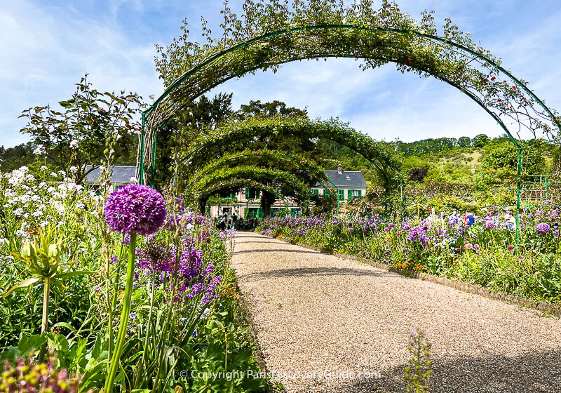 Giant purple aliums and white roses blooming along path under rose-covered arbors in Monet's garden