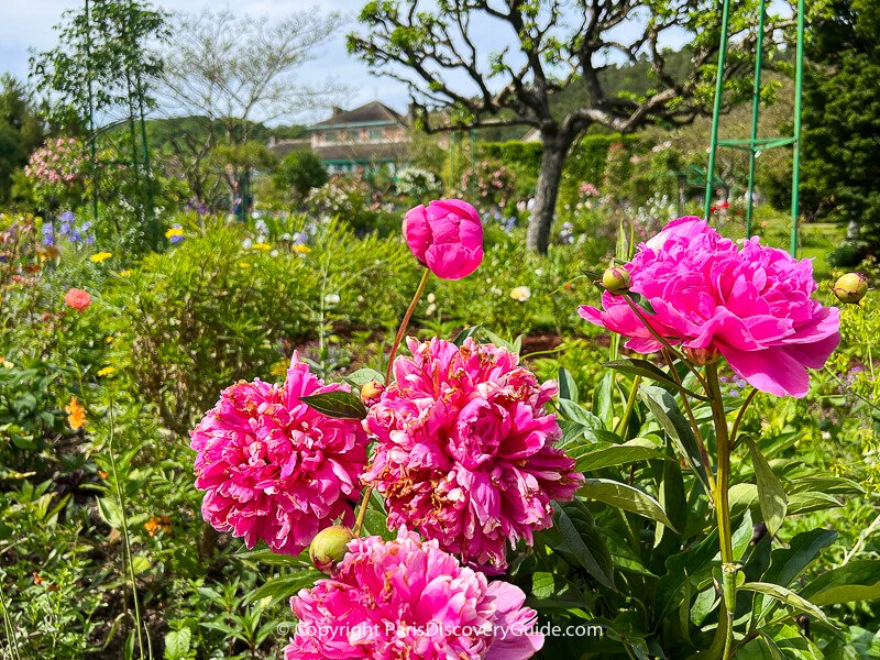 Peonies blooming in May in Monet's garden in Giverny