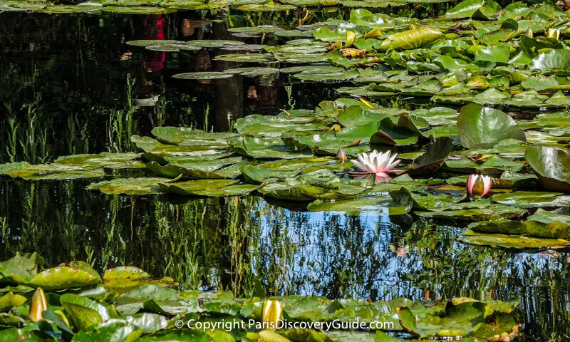 Water lilies blooming in Monet's Japanese garden pond at Giverny