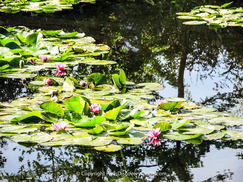 Water lilies blooming in August in Monet's pond at Giverny