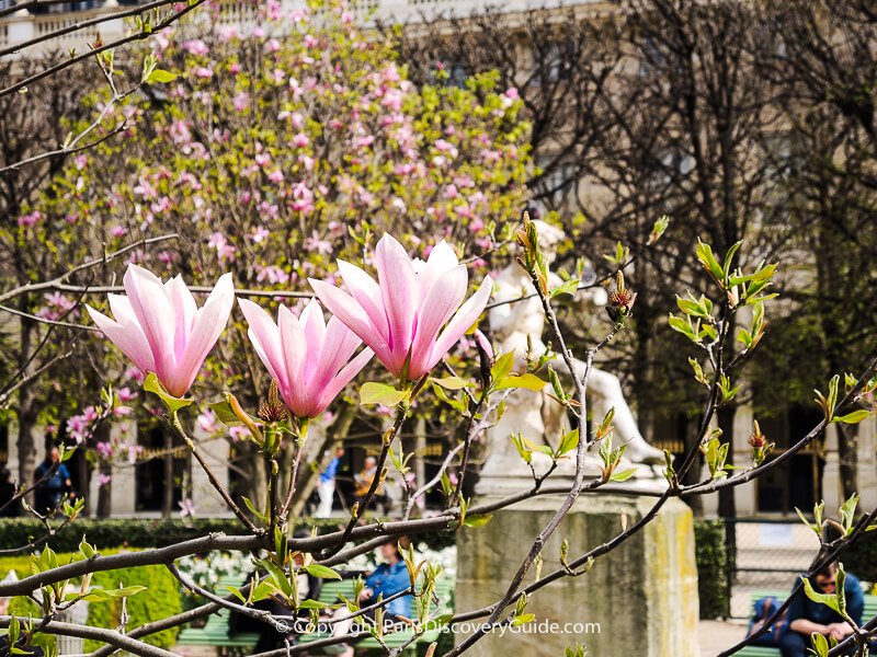 Eiffel Tower view from Palais de Tokyo street-side tables on a gray day in February - but note the blooming flowers!