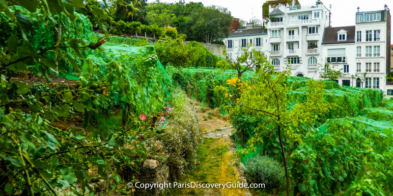 Montmartre's vineyard Montmartre's vineyard