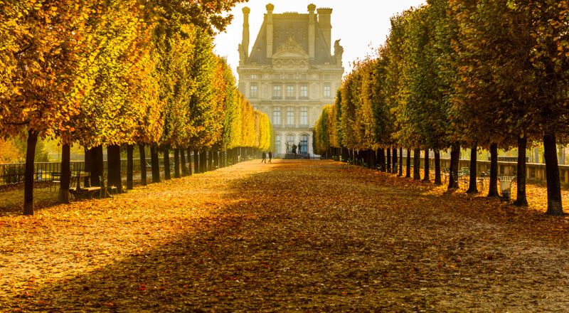 Golden fall foliage in Tuileries Garden in October