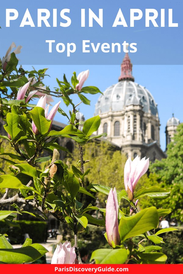 Magnolias blooming near Saint Augustin Church in Paris in April