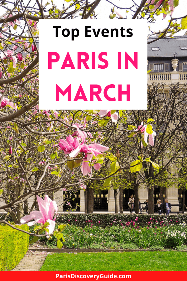 Magnolias blooming in Palais Royal Garden in March